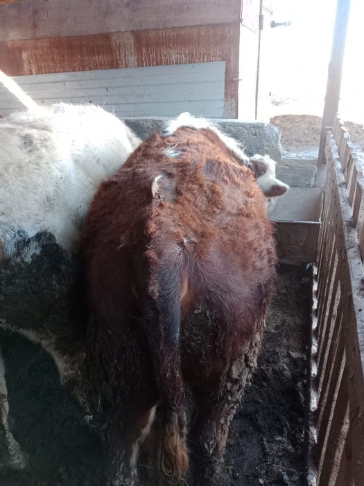 Продам упитанных бычков