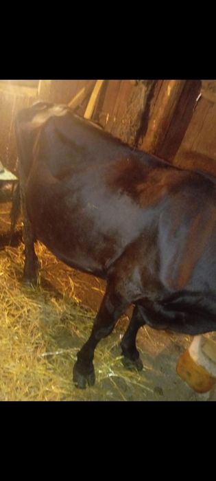 Продам корову.8 отёл