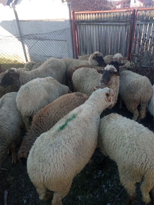 Vand 13 oi de gaiat sau de tinut