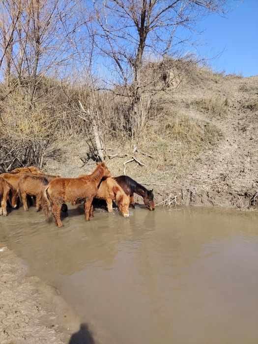 9 бас жабағы 250 мын