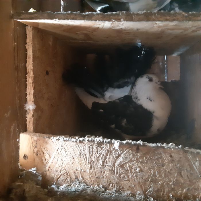 Schimb porumbei cu Perusi