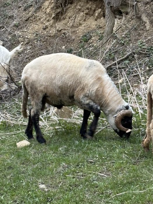 Disponibili 2 berbeci