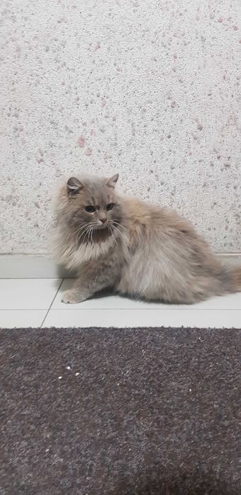 Отдам кота в добрые руки!