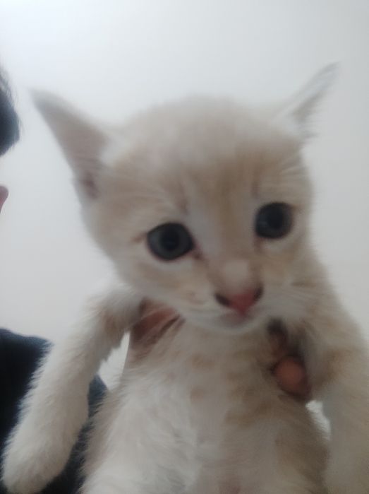 Продаются котята