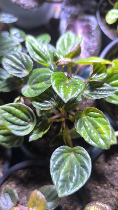 Пеперомия сморщеная 8 сортов