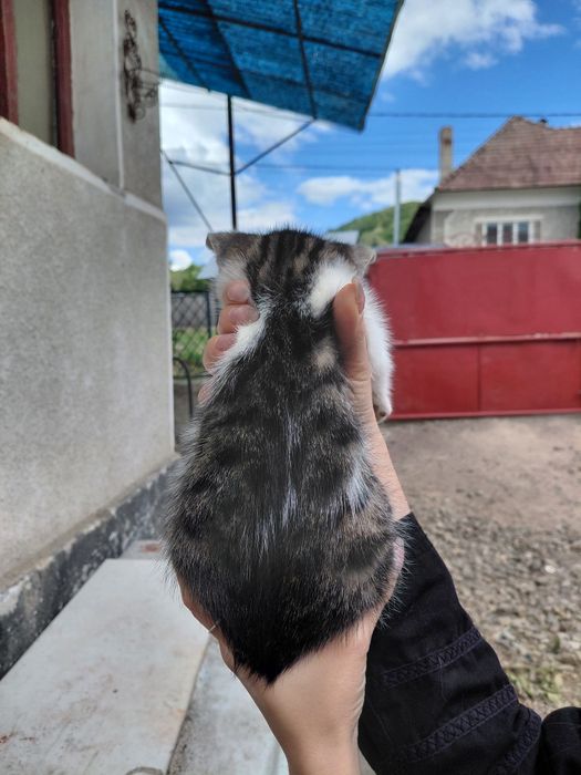 Donație pui de pisica
