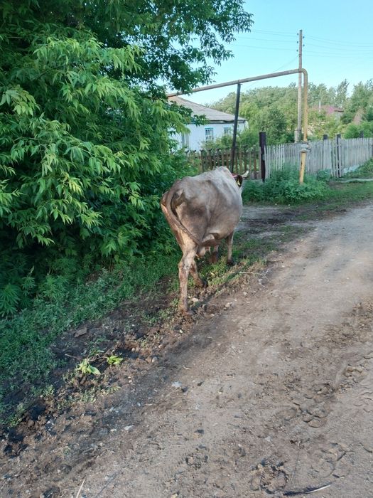 Продам корову двойную