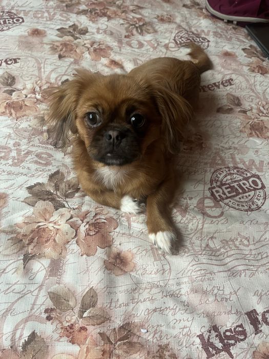 Продавам чистокръвен пекинез