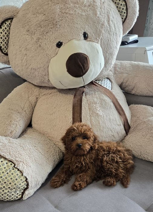 Пудел той /Poodle toy генетични тестове на родителите  родословие