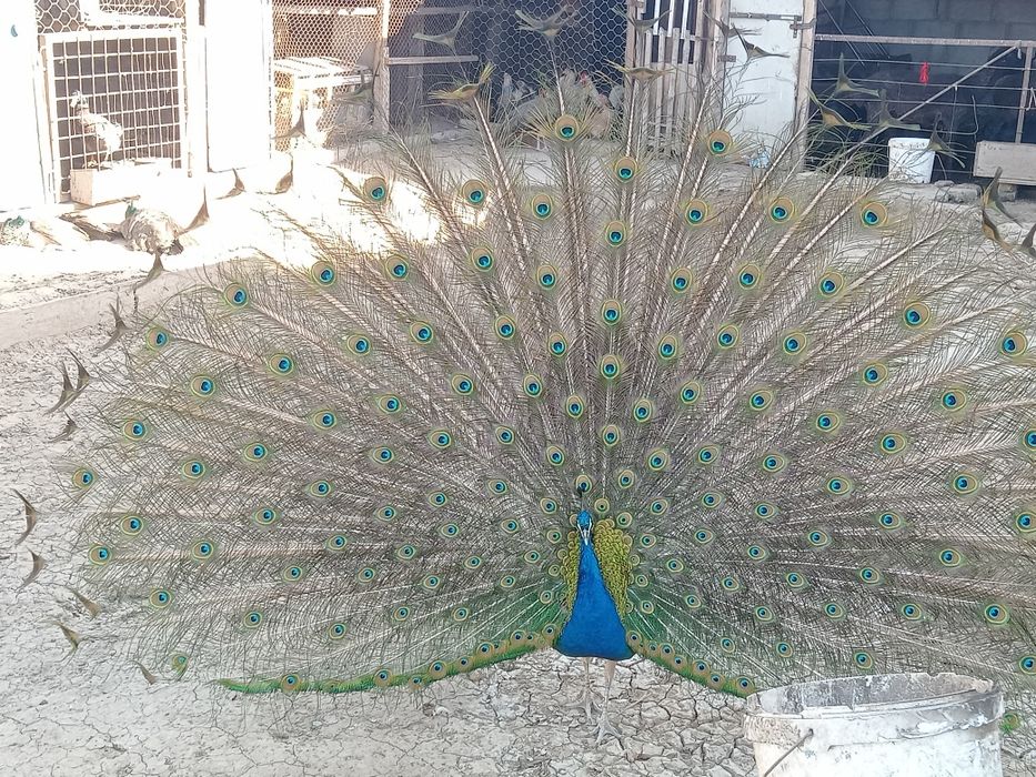 Павлин сатылады бағ 120