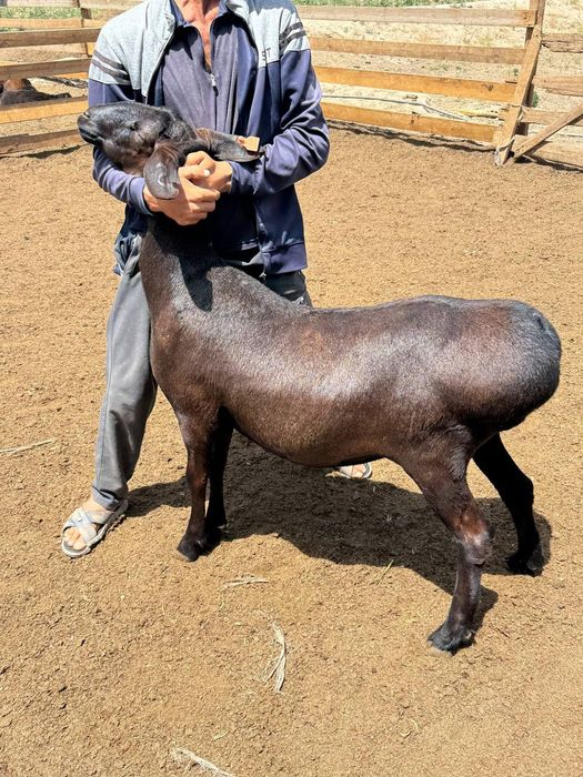 Qoylar sotiladi qurbonlikka