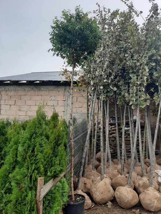 Vindem mesteacăn tei platan platan stejar frasin tuia brazi etc