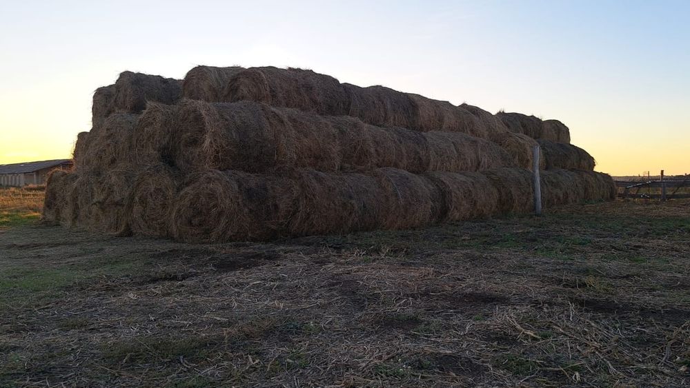 Продам сено в рулонах
