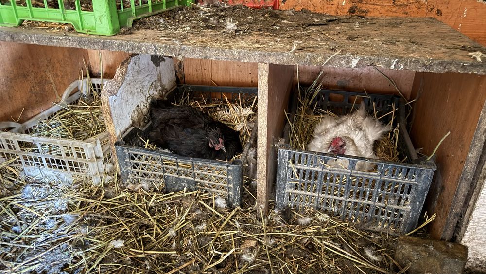 Продам оптом домашнюю птицу