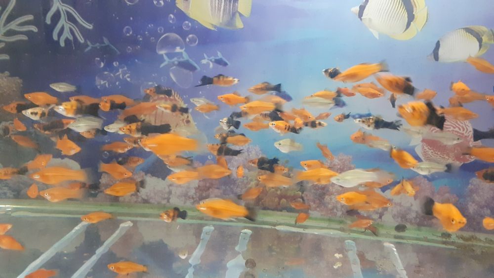 Аквариумы новые, рыбки