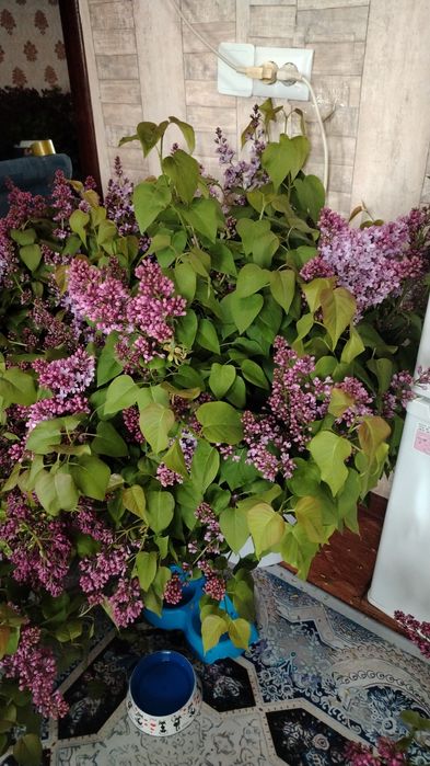 Продам сирень нашу месною