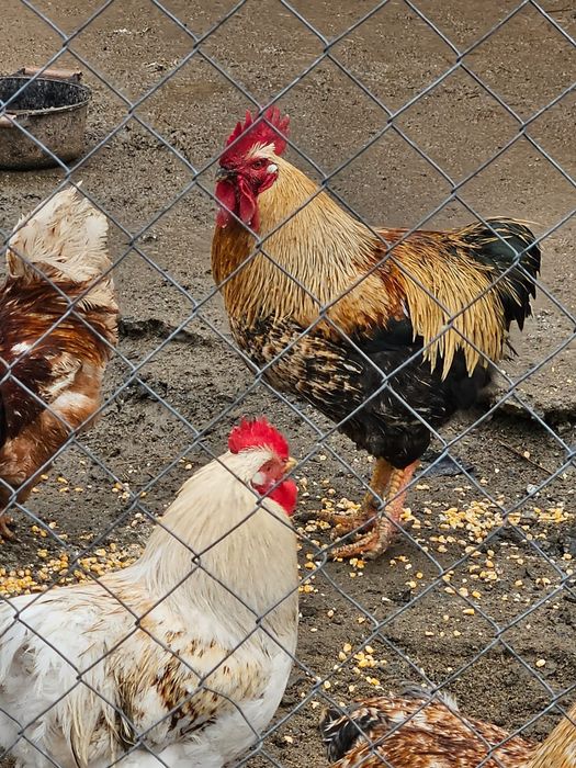 Pui de țară  românești..