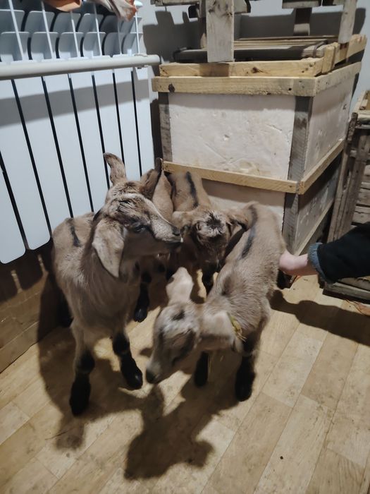 Еркек лақтар сатылады