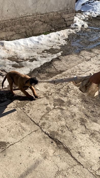 бельгийский овчарка Малинуа