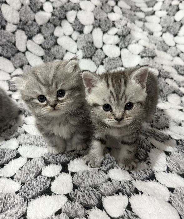 Продаются котята