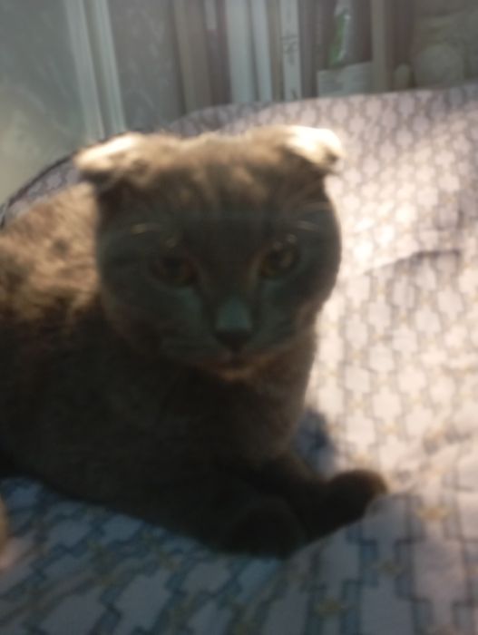 кот веслаухий  домашний