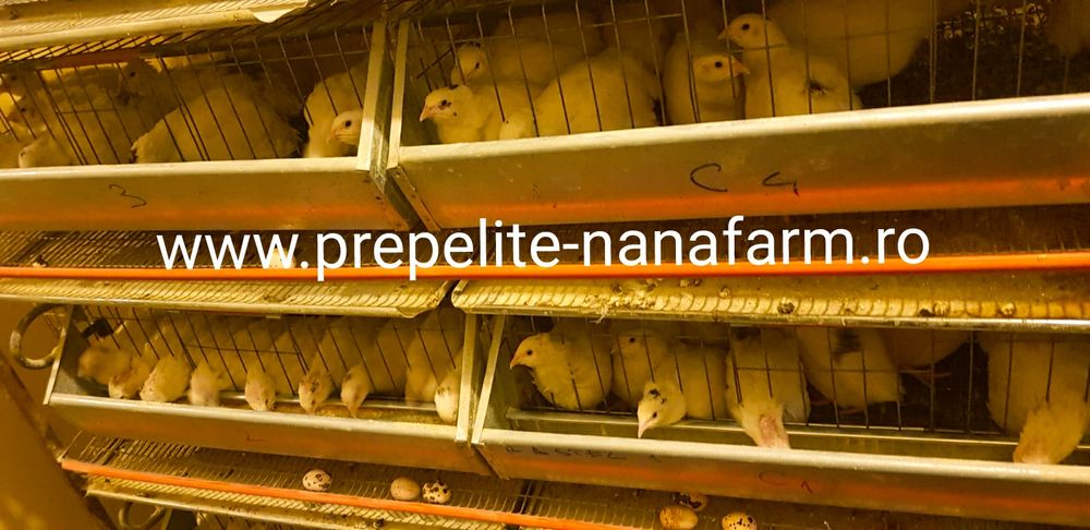 Oua de prepelite pt incubat