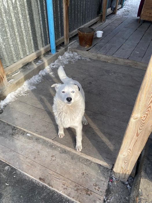 Отдам щенков в добрые руки