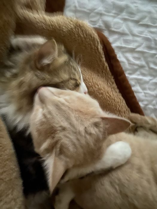 Отдам милого котика