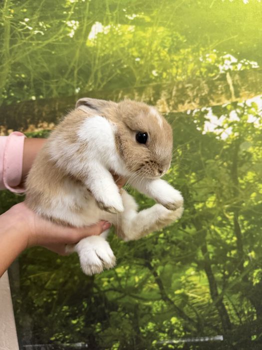 Кролик мини, домашний. 4 месяца