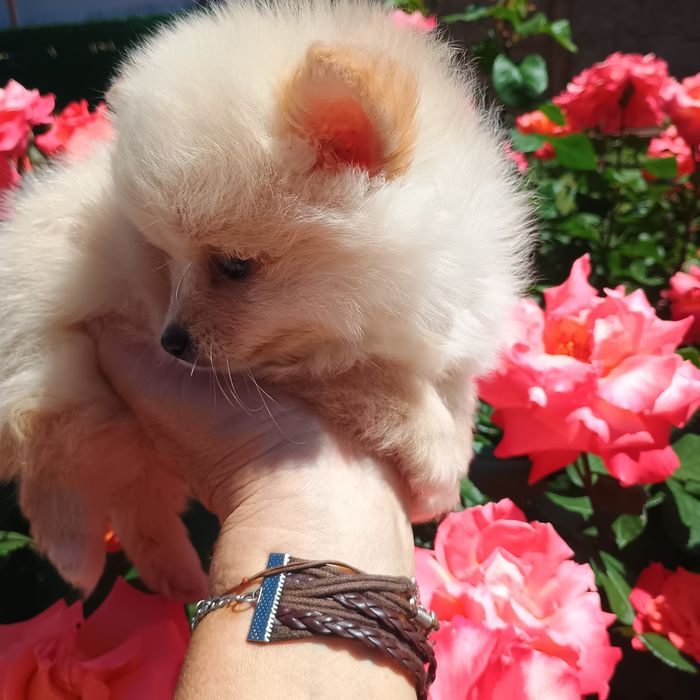 Pomeranian Mini Toy