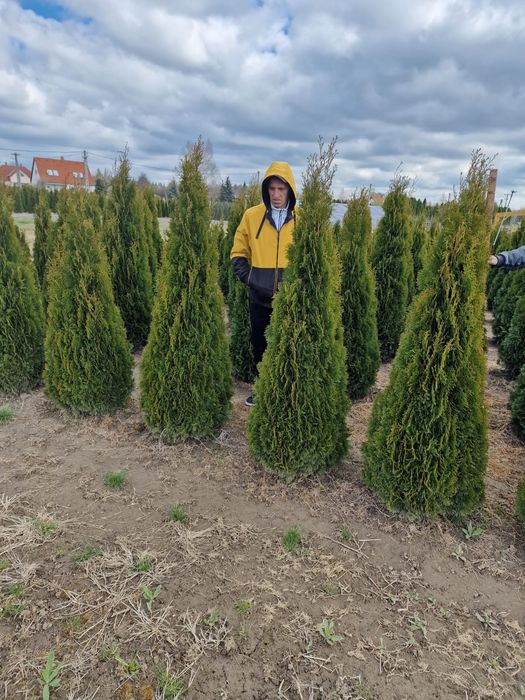 Tuia smaragd calitate extra