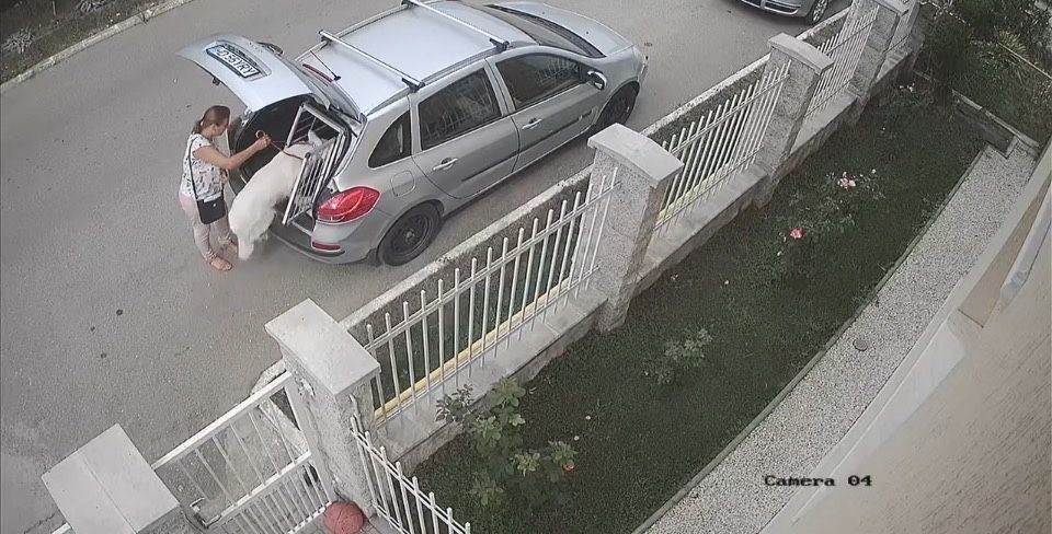 Cușca transportoare câine