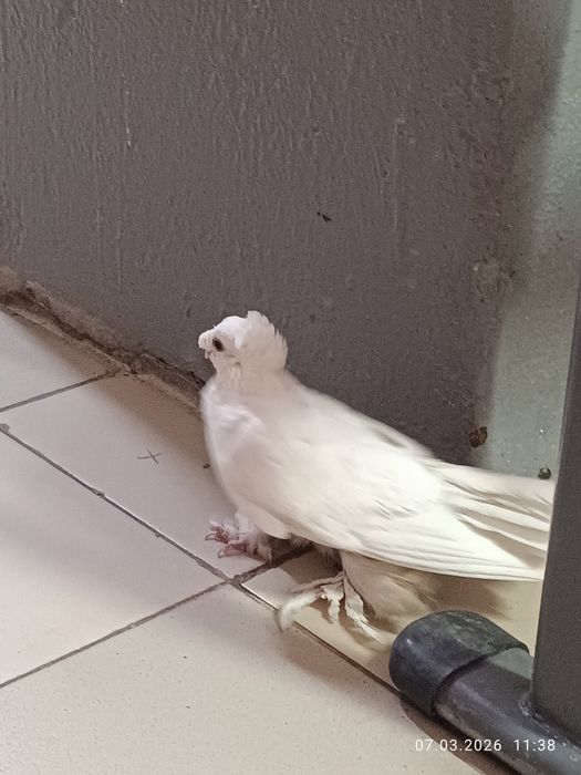 Продам голубя белого