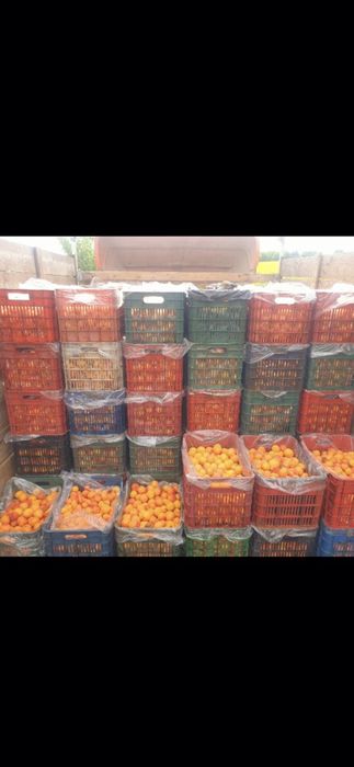 Suntem producător și oferim spre vânzare Caise bine coapte ideale pentru pălincă!