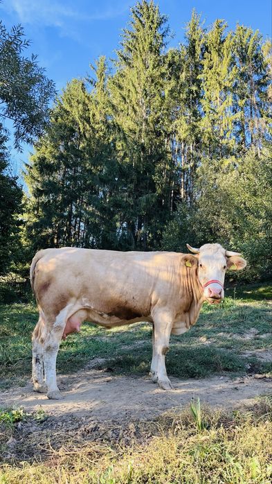 Vaca de vanzare l!