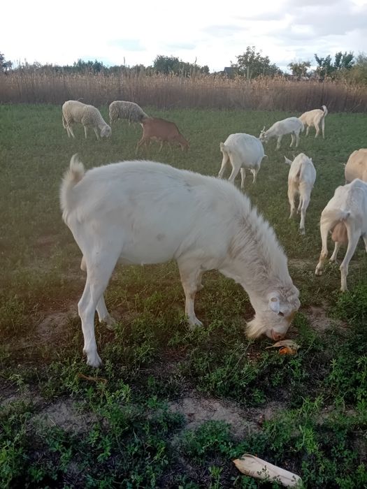 Țap sannen tânăr