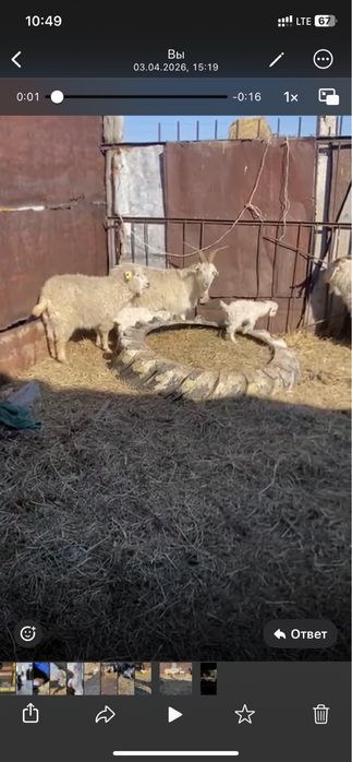 Ешки сатамын лагымен, козы продаются с козленком