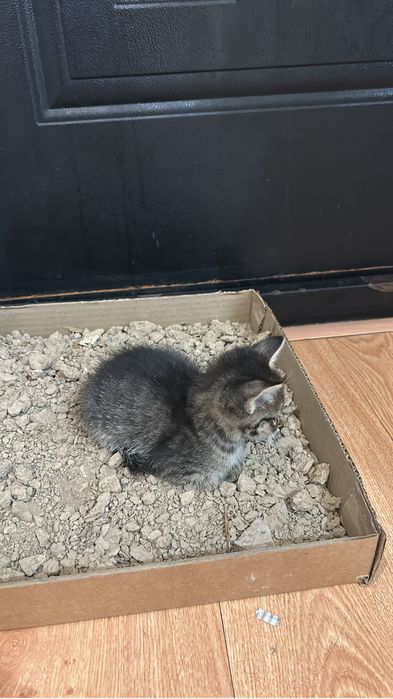Котенок мальчик серый отдам в хорошие руки