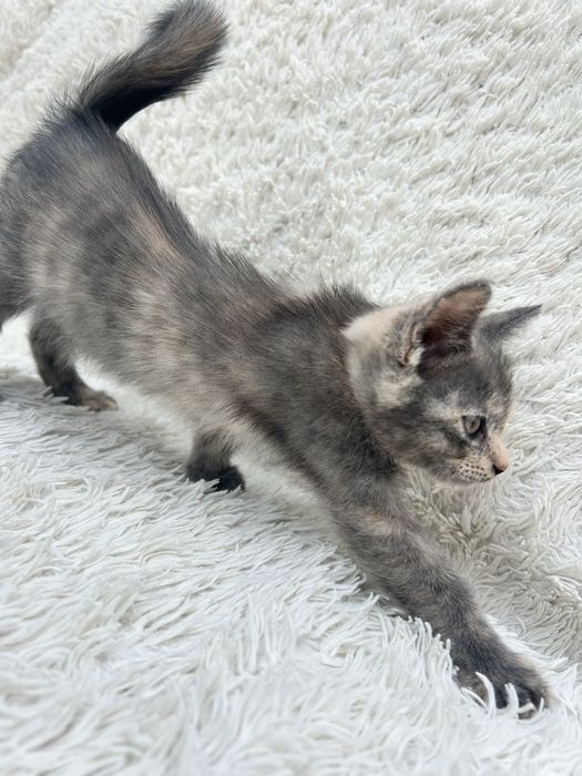 Отдам котенка в добрые руки