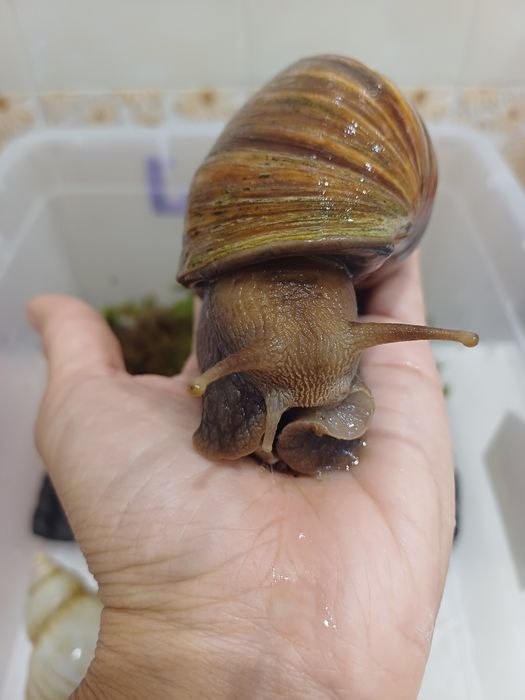 Улитки ахатины великаны!