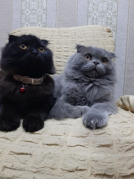 Скоттиш фолд  қиз  сотилади