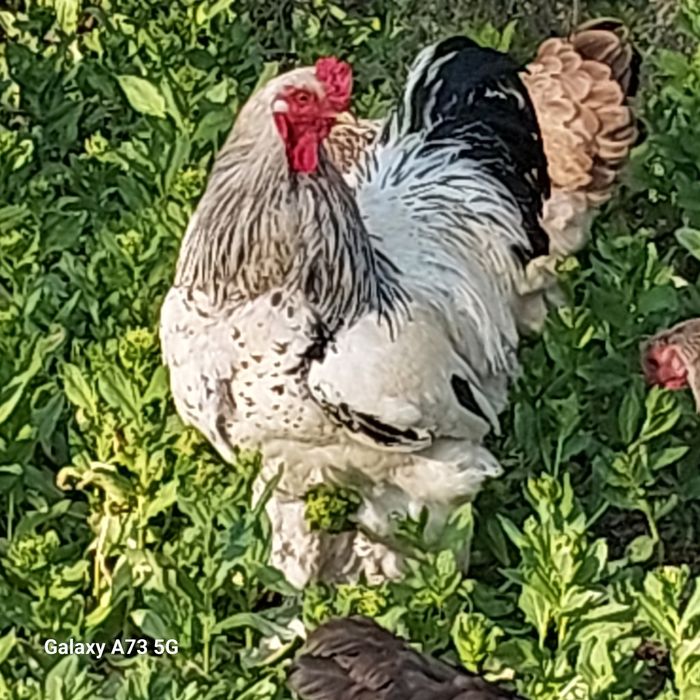 Брама хороз  ыа товукла светлый