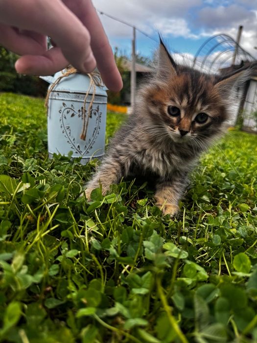 Котёнок метис мейн-кун
