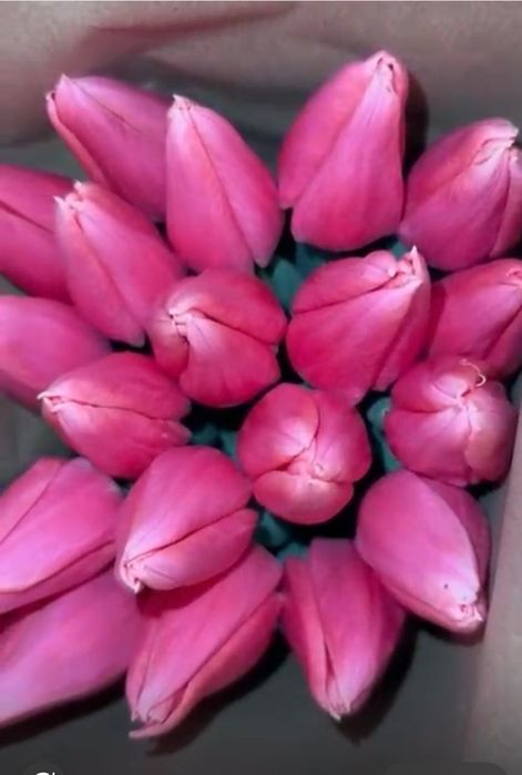 Тюльпаны оптом Алматы /Цветы Роза