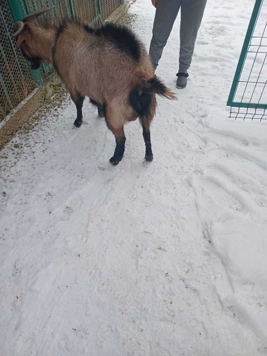 Vând țap, rasa alpină franceză pură