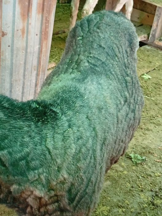 Қой қозысымен  Ешкі