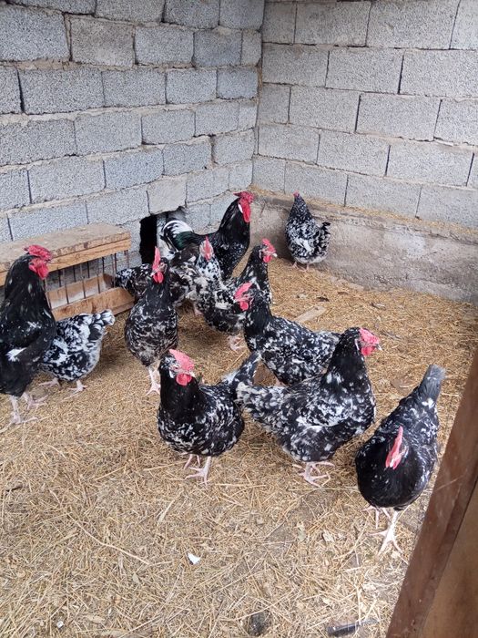 Яйца Австралорп мраморны