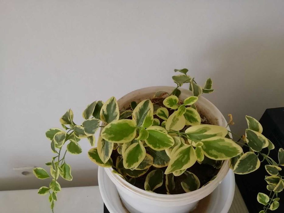 Эурфобия,  каланхое цветущий, юкка, кампсис, смородина