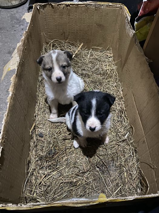 Продам щенков лайка