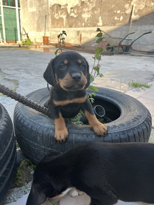 Подаряват се малки кученца